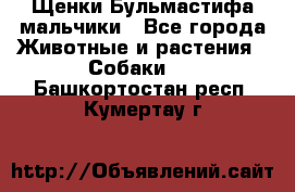 Щенки Бульмастифа мальчики - Все города Животные и растения » Собаки   . Башкортостан респ.,Кумертау г.